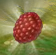 Image:Raspberries In Game.Png