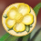 Image:Buttercup Petals Collected.Png